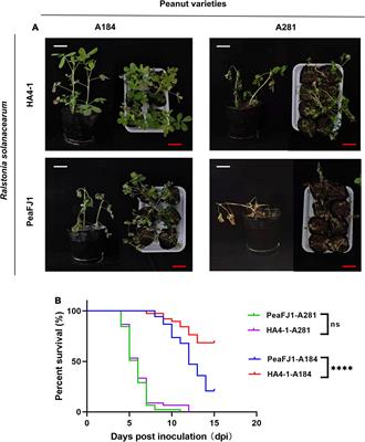 Complete Genome Sequence Analysis of Ralstonia solanacearum Strain PeaFJ1 Provides Insights Into Its Strong Virulence in Peanut Plants